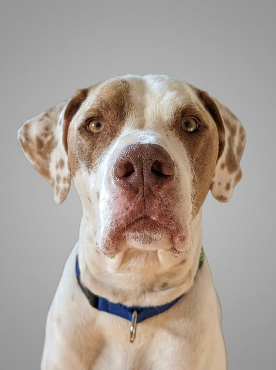 Oliver, a white and brown spotted dog wearing a blue collar.
