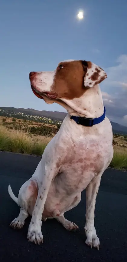 A white and brown dog wearing a blue collar, sitting outdoors beneath the moon with hills in the background.